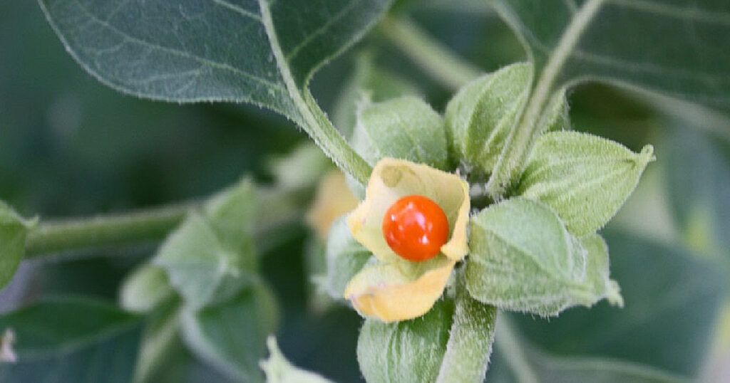 Equilibrer l'esprit, les plantes pour lutter contre la dépression